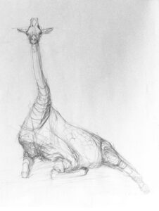 Tierzeichnung Zeichnung Giraffe Bleistiftzeichnung