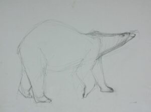 Zeichnung Eisbär Bleistiftzeichnung Studie Tierstudie Tierzeichnung Zoo