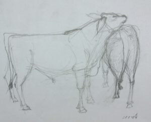 Tierstudie Zeichnung Stiere